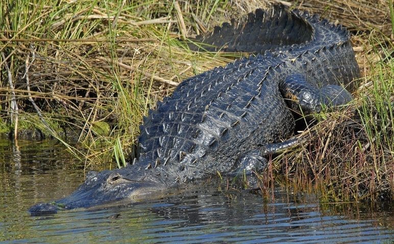 Alligator