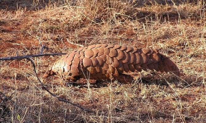 Pangolin Schuppentiere