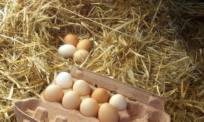 Eier