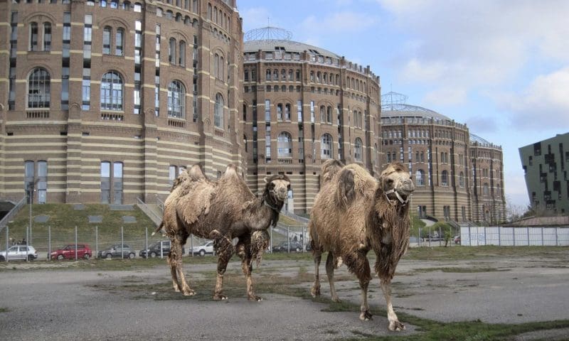 Kamele vor dem Gasometer