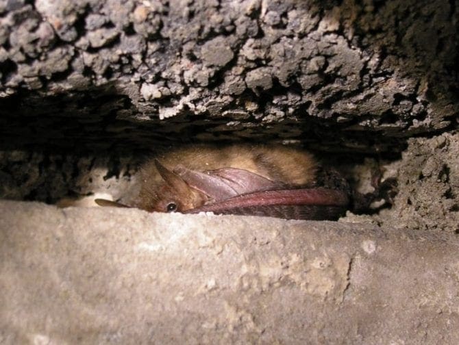 Fledermaushöhle