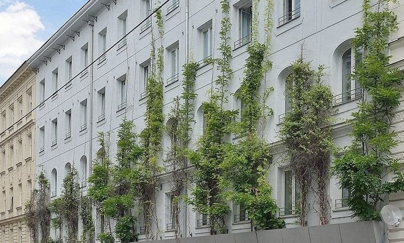 Fassadenbegrünung