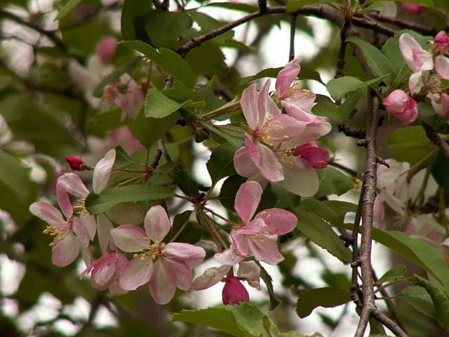Wildapfel