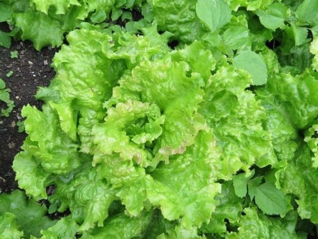 Salat