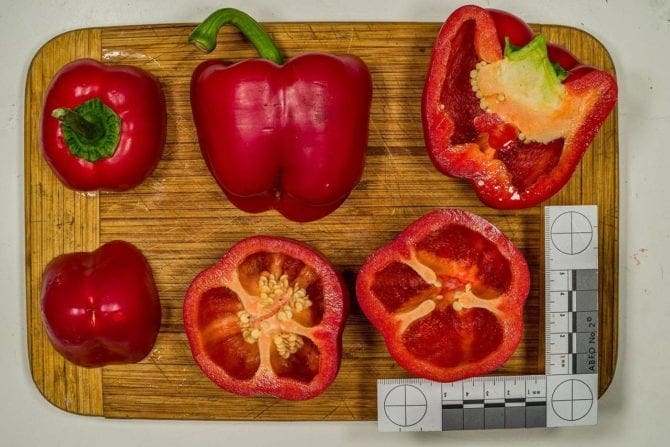 Paprika