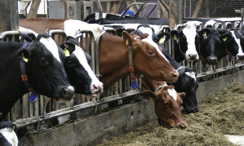 Werden wir wie Nutztiere in Massentierhaltung behandelt?