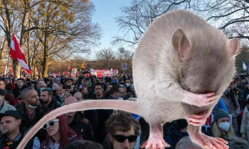 Ratte:Menschen