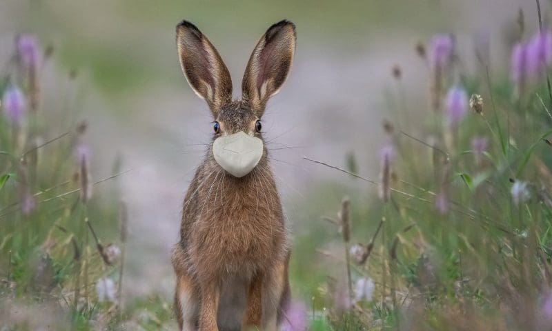 Osterhase mit Maske