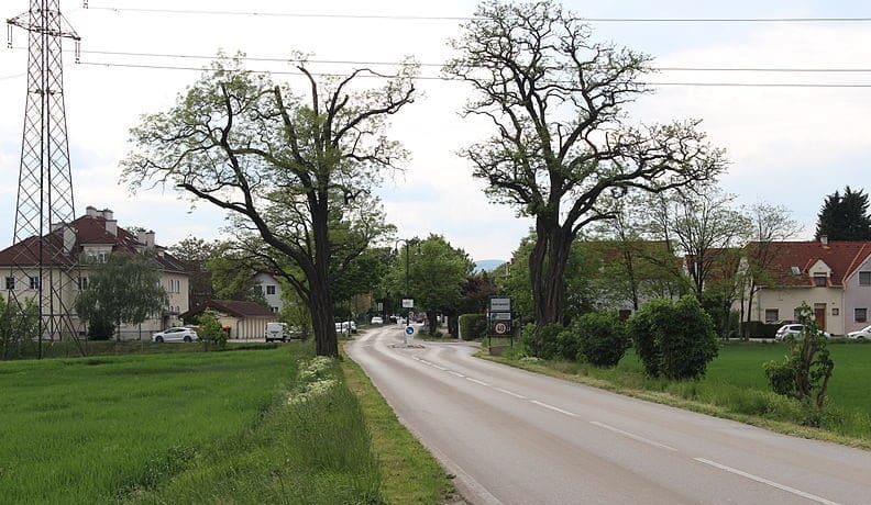 Biedermannsdorf