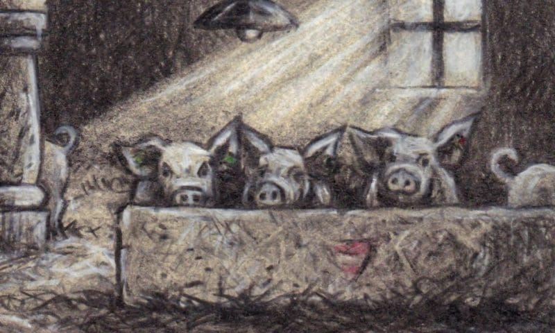 Bild / Schweine Futttertrog