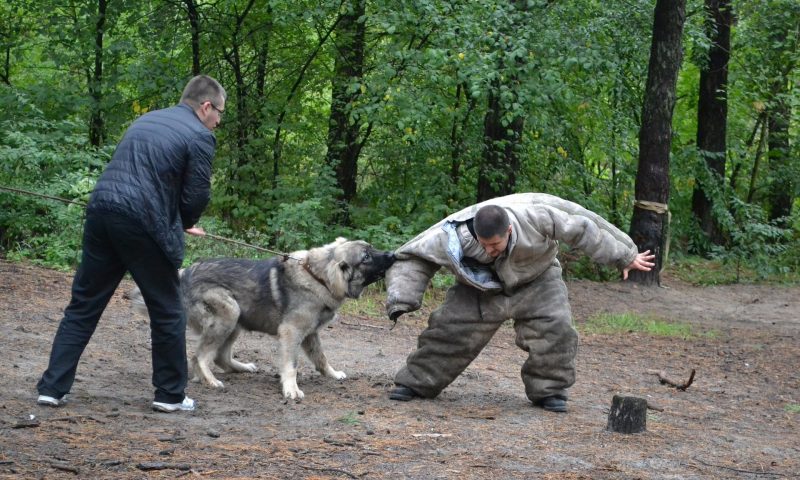 Kampfhund beim Training
